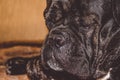The big and black sleepy dog lies at home. Breed of Kan Corso, French bulldog. Lovely muzzle. Pet. Royalty Free Stock Photo