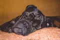 The big and black sleepy dog lies at home. Breed of Kan Corso, French bulldog. Lovely muzzle. Pet. Royalty Free Stock Photo