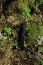 Big black slugs crawling on green moss in spring forest