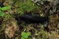 Big black slugs crawling on green moss in spring forest