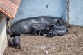 The big black sow with its little piglets. Royalty Free Stock Photo