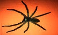 Big black spider over the orange wall image. Royalty Free Stock Photo