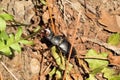 Big black stag beetle in the forest