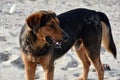 Big black stray dog at a beach in greece