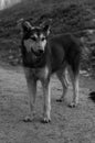 Big black stray dog posing on the street without showing aggression