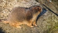 big black tailed prairie dog on a rock Royalty Free Stock Photo