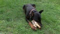 Big black and tan cropped doberman pinscher with cut ears lying on the grass and greedily chewing gnawing a big bone Royalty Free Stock Photo