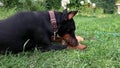 Big black and tan cropped doberman pinscher with cut ears lying on the grass and greedily chewing gnawing a big bone Royalty Free Stock Photo