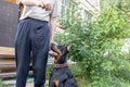 Big black and tan cropped doberman pinscher with cut ears sitting near its owner and executing the commands, a dog handler trains