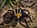 A big black tarantula spider with hairy long legs. It move slowly and quiet on warm tree.