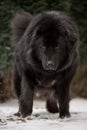 Big black tibetan mastiff in the green winter nature