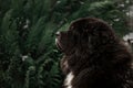 Big black tibetan mastiff in the green winter nature