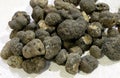 Big black truffle mushrooms very valuable