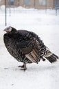 Big black Turkey poultry yard in winter. Royalty Free Stock Photo