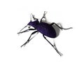 Big black and violet beetle isolated on white background