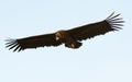 Big black vulture in flight Royalty Free Stock Photo