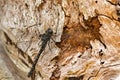 Big black Western darner dragonfly perching on dry tree bark