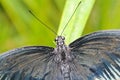 Big black and white butterfly on green leaf, close up photo Royalty Free Stock Photo