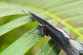 Big black and white butterfly on green leaf front veiw Royalty Free Stock Photo