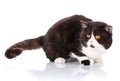 Big black and white cat Scottish Straight lying is looking forward on Royalty Free Stock Photo