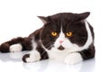 Big black and white cat Scottish Straight lying, looking forward Royalty Free Stock Photo