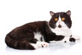 Big black and white cat Scottish Straight lying and is looking forward on white Royalty Free Stock Photo