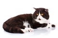 Big black and white cat Scottish Straight lying Royalty Free Stock Photo