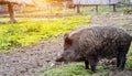 Big black wild boar in nature in summer. Hunting for wild boars. Copy space for text, stubble