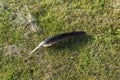 Big black wing feather of white stork on trimmed lawn Royalty Free Stock Photo