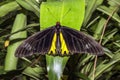 Big black and yellow butterfly, Troides helena cerberus, Golden birdwing Royalty Free Stock Photo