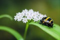 Big black with yellow stripes beetle on flower on spring sunny day. Royalty Free Stock Photo