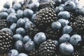 Big blackberries and fresh blueberries Royalty Free Stock Photo