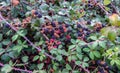 Big blackberry bush with ripen berries, Wild European blackberry