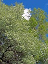 Big blooming Apple tree in the city garden against the blue sky with clouds Royalty Free Stock Photo