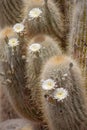 Big blossom cactuses Royalty Free Stock Photo