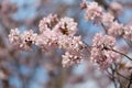 Big blossoming Oriental cherry Royalty Free Stock Photo