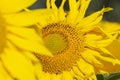 Big blossoming sunflowers in  field close up Royalty Free Stock Photo