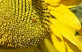 Big blossoming sunflowers in  field close up Royalty Free Stock Photo