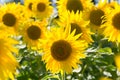 Big blossoming sunflowers Royalty Free Stock Photo