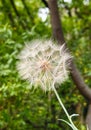 Big blowball flower closeup