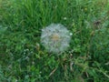 Big blowball of a goatsbeard flower in the meadow