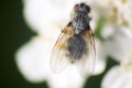 Big blowfly on white flower as bride clothes