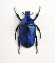 Big blue bug Cetonia aurata Royalty Free Stock Photo