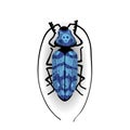 Big blue bug with long moustaches. Royalty Free Stock Photo