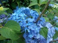 Big blue composite flower