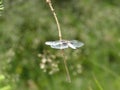 Big blue dragonfly on a branch