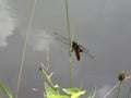 Big blue dragonfly on a branch