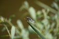 Blue Scarce Chaser on a thin leaf