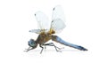 Big blue dragonfly (Libellula depressa) Royalty Free Stock Photo