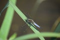 big blue dragonfly Royalty Free Stock Photo